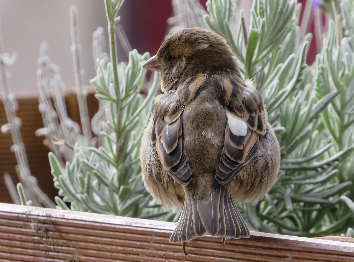 House Sparrow - Alexandre Hespanhol Leitão