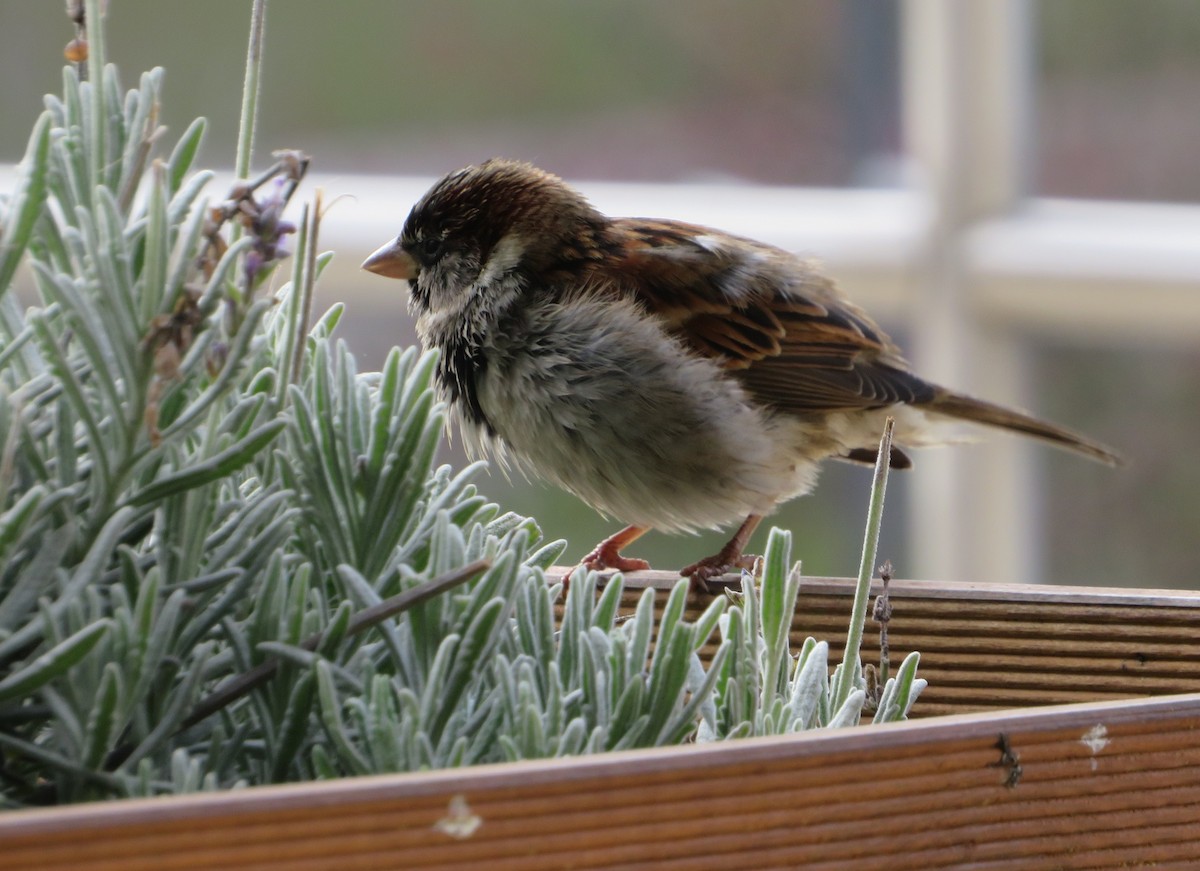 House Sparrow - ML135735501