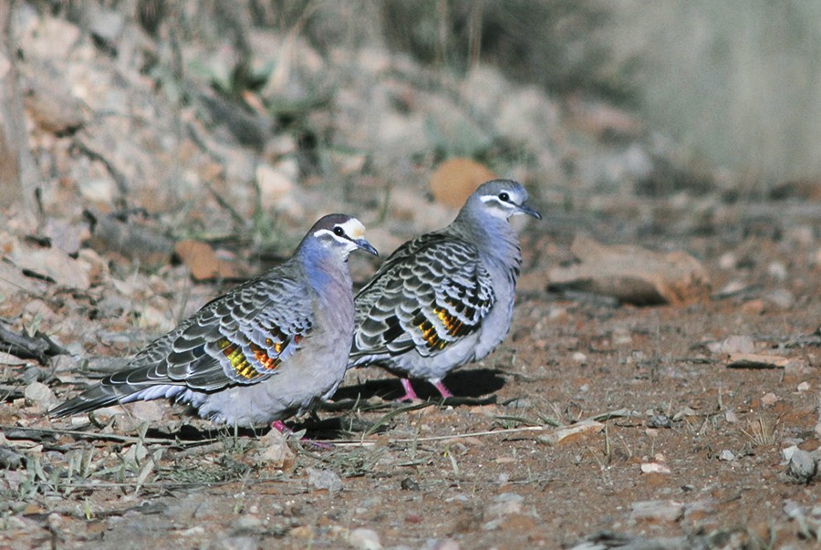 Common Bronzewing - ML135735921