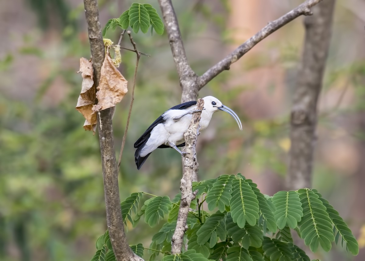 Sickle-billed Vanga - Simon Lane