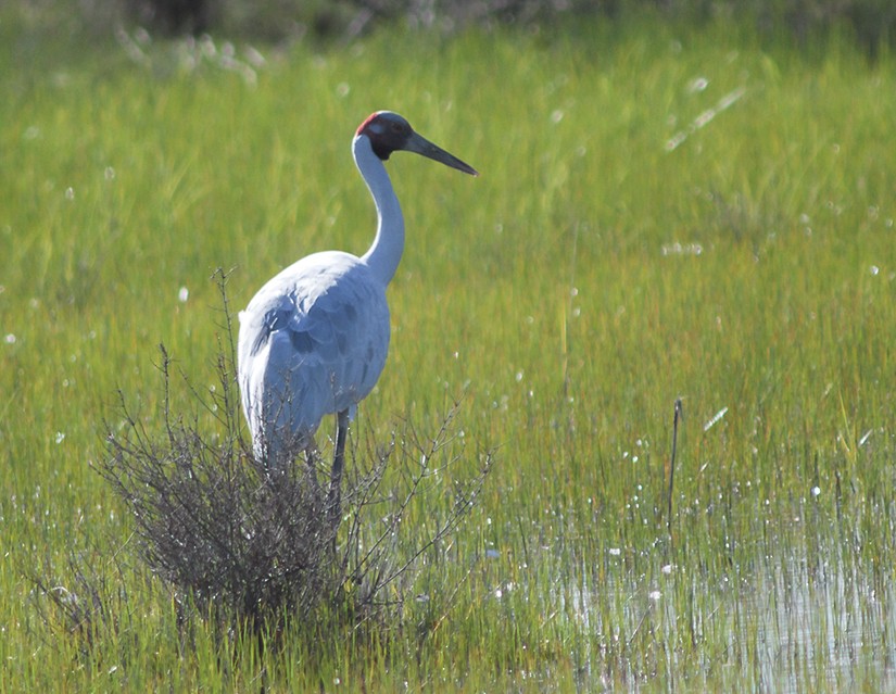 Brolga - ML135736281