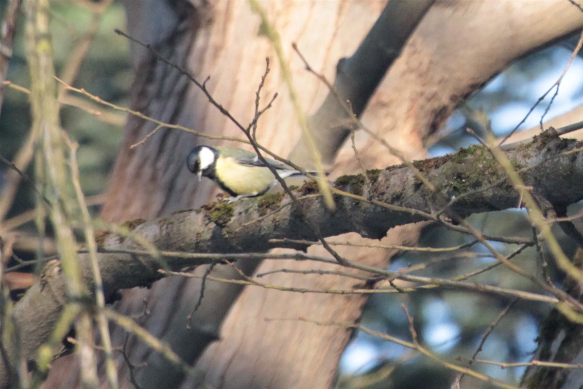 Mésange charbonnière - ML135736461