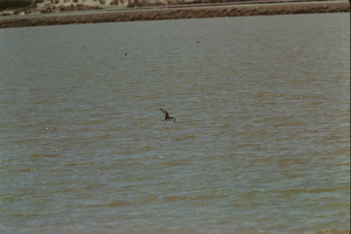 Black Turnstone - ML135737761