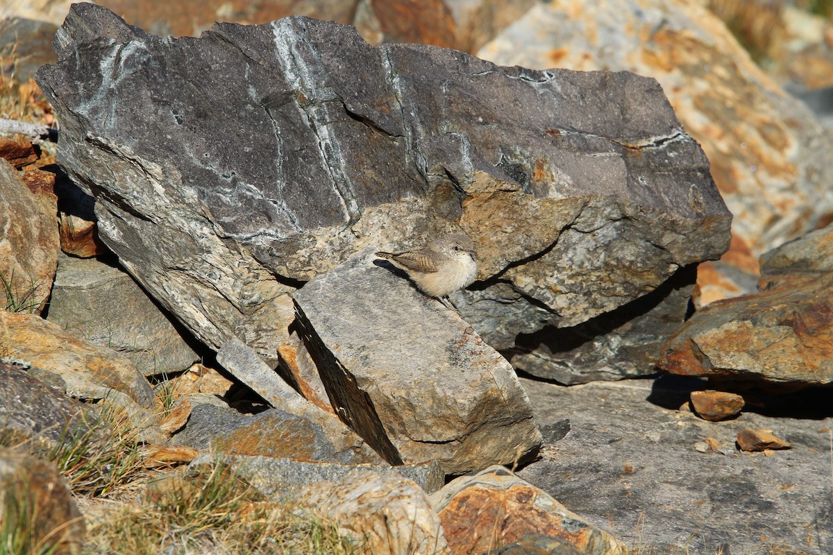 Rock Wren - ML135738001