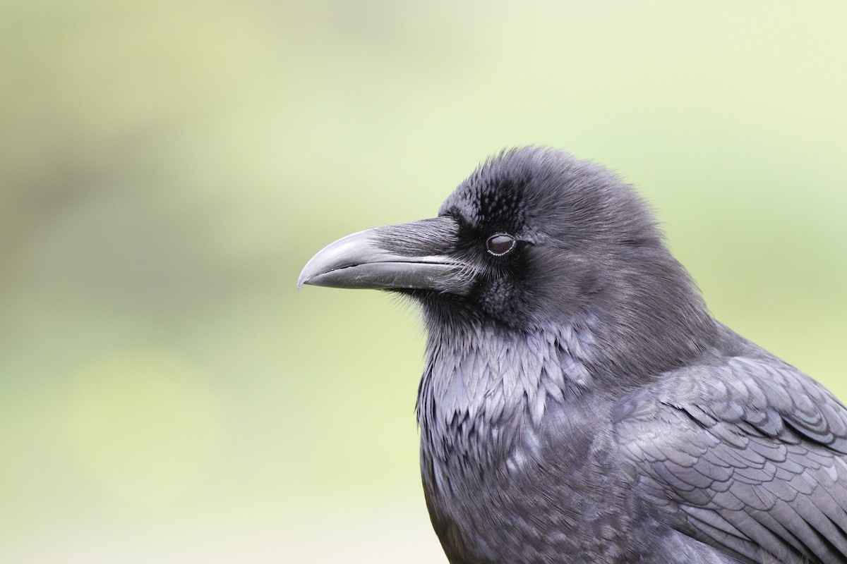 Common Raven - ML135739871