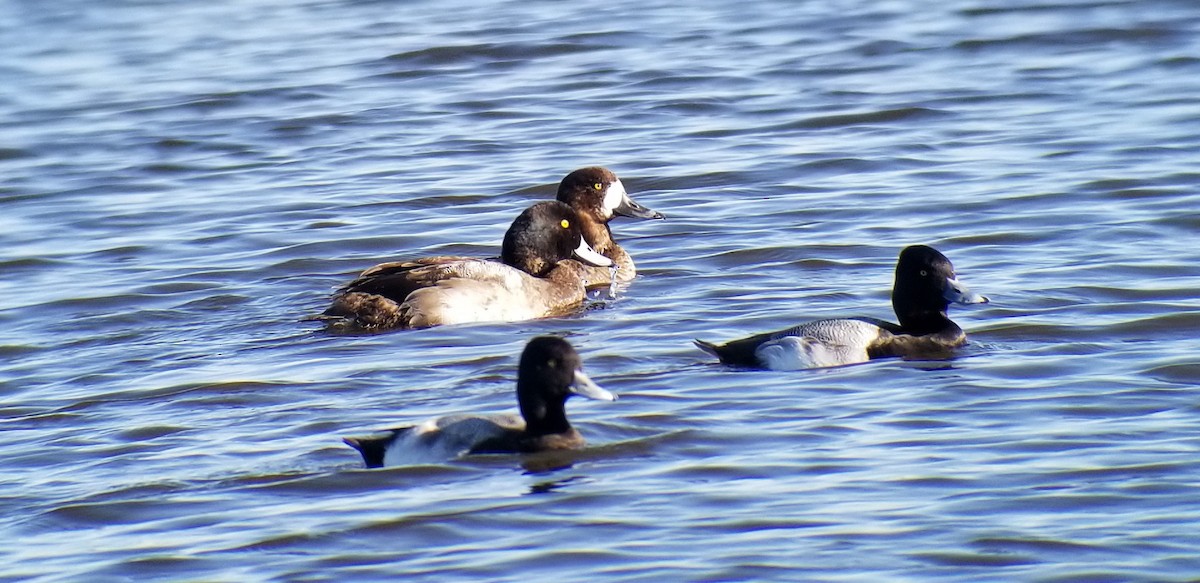 Greater Scaup - ML135742001