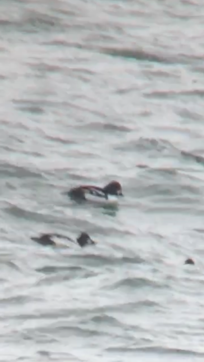 Barrow's Goldeneye - ML135742531