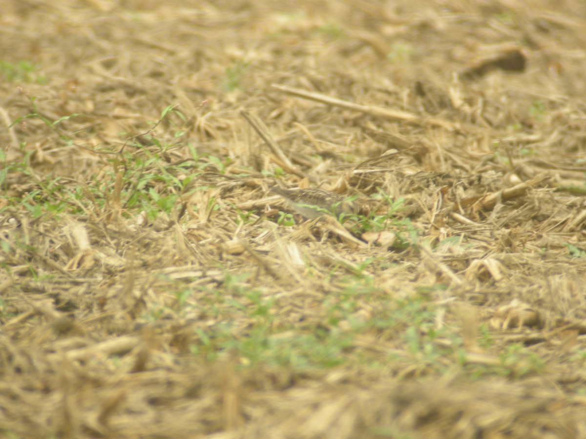 Baird's Sandpiper - ML135742911