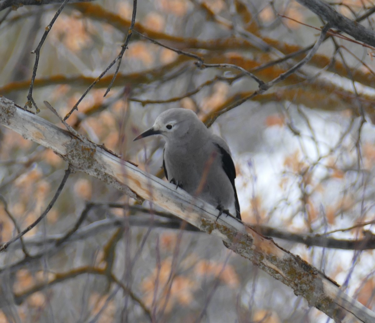 Clark's Nutcracker - Ron Smith