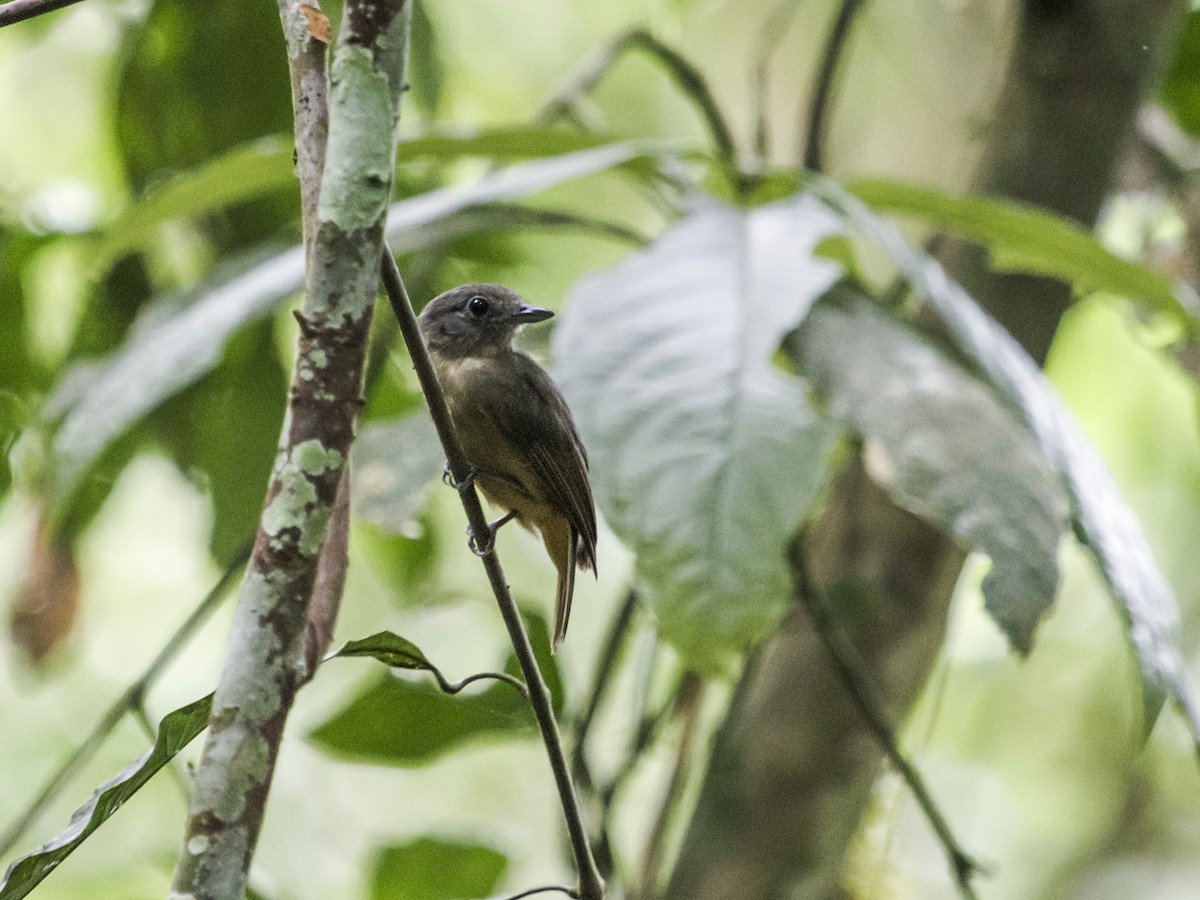 Dusky-throated Antshrike - ML135744251