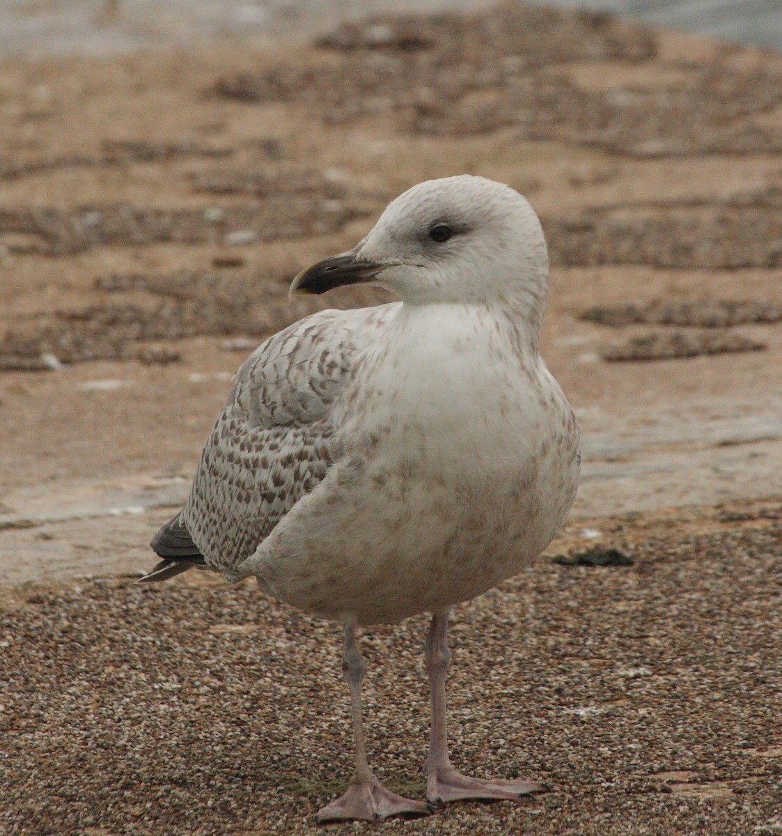 European Herring Gull - ML135744431