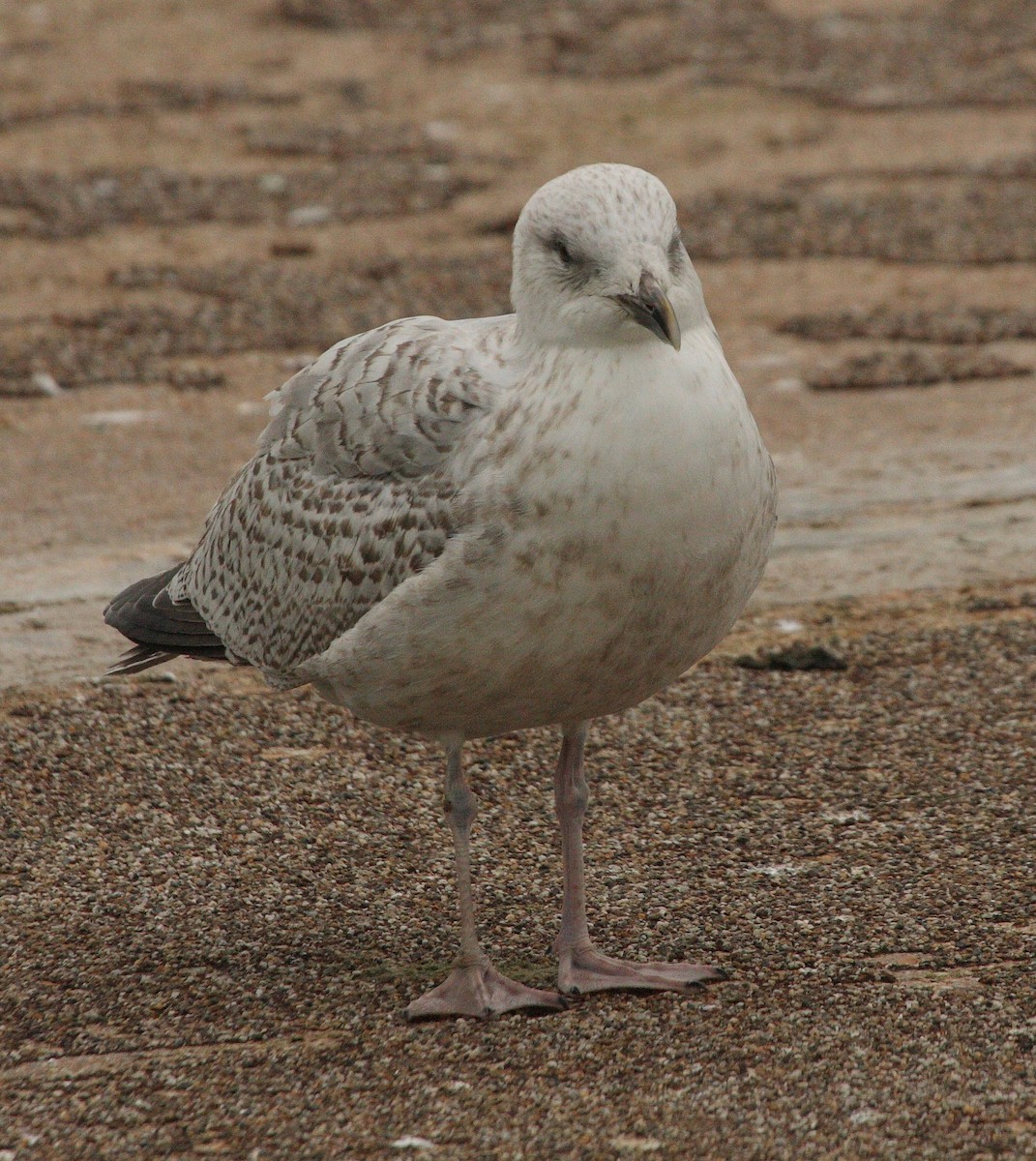 European Herring Gull - ML135744461