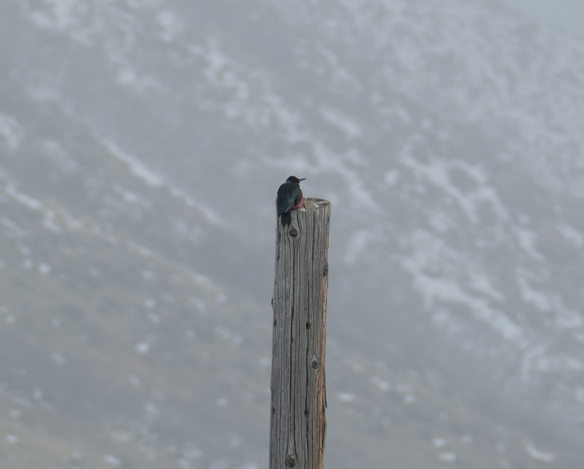 Lewis's Woodpecker - ML135745091