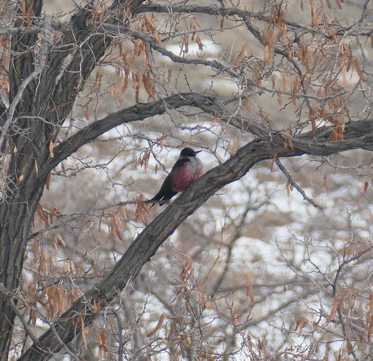 Lewis's Woodpecker - ML135745101