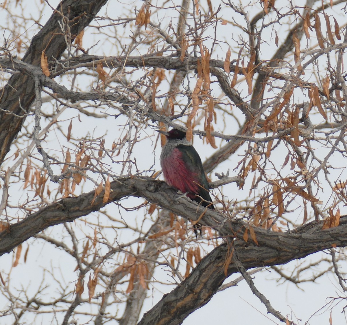 Lewis's Woodpecker - ML135745121