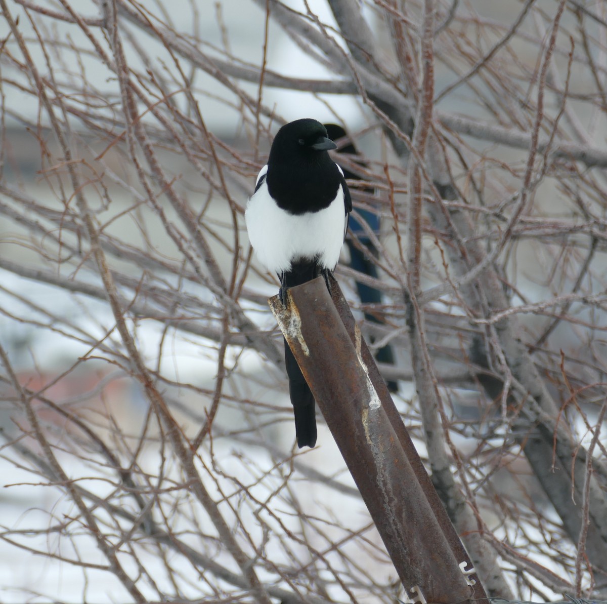 Black-billed Magpie - ML135745291