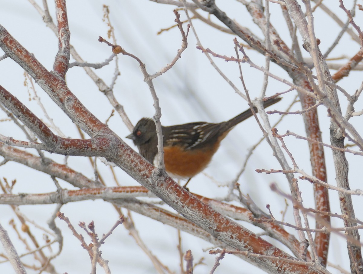 Spotted Towhee - ML135745301