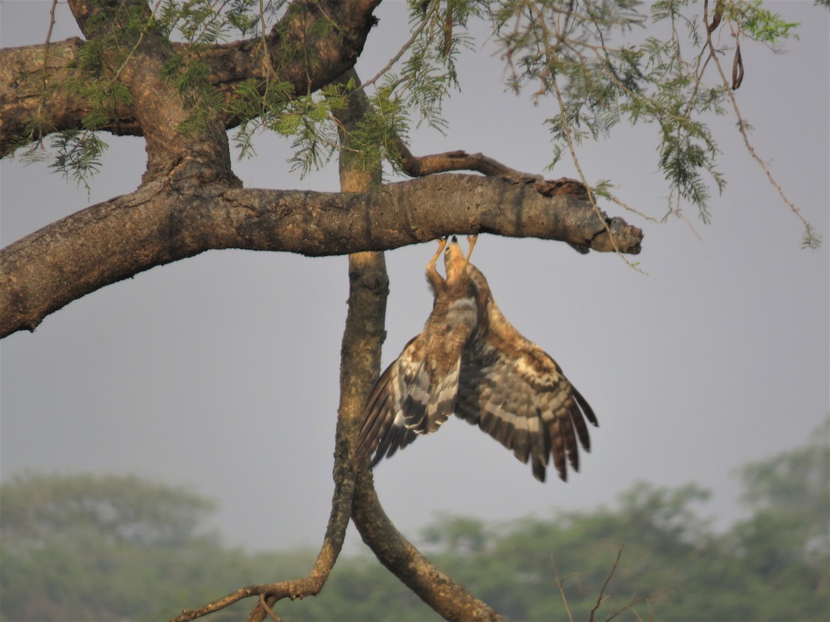 African Harrier-Hawk - ML135745981