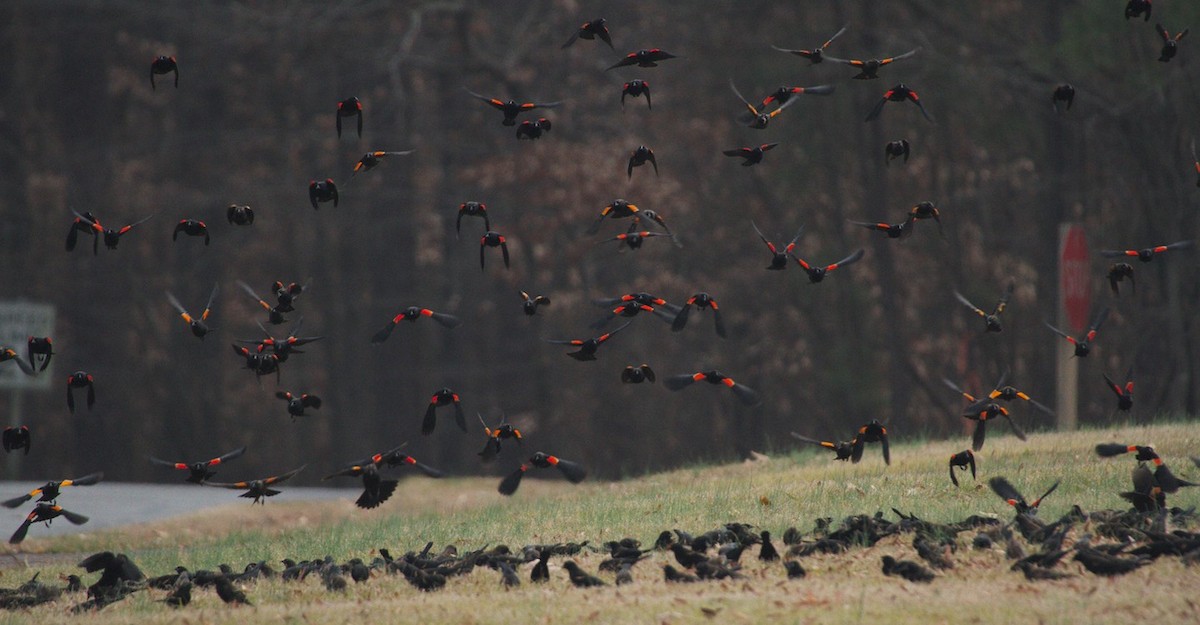 Red-winged Blackbird - ML135746461