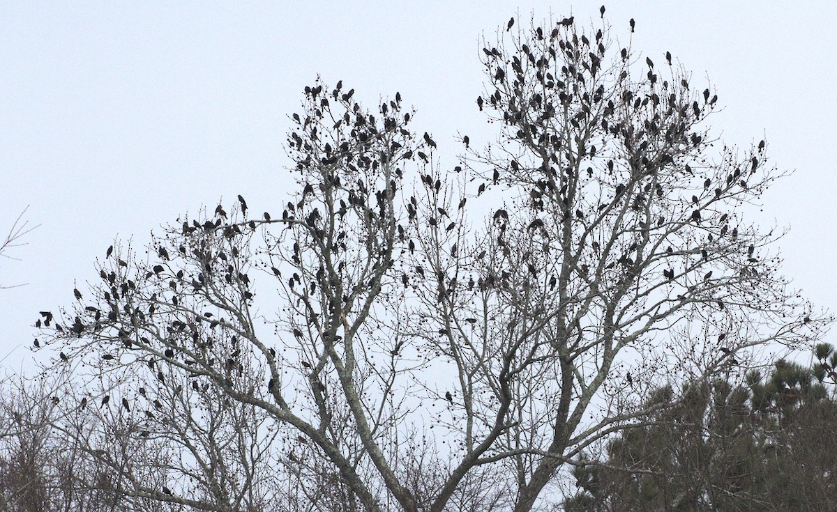 Red-winged Blackbird - ML135746471