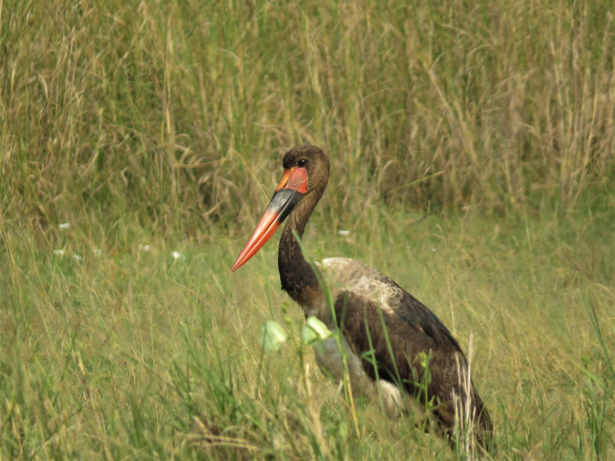 Saddle-billed Stork - ML135748061