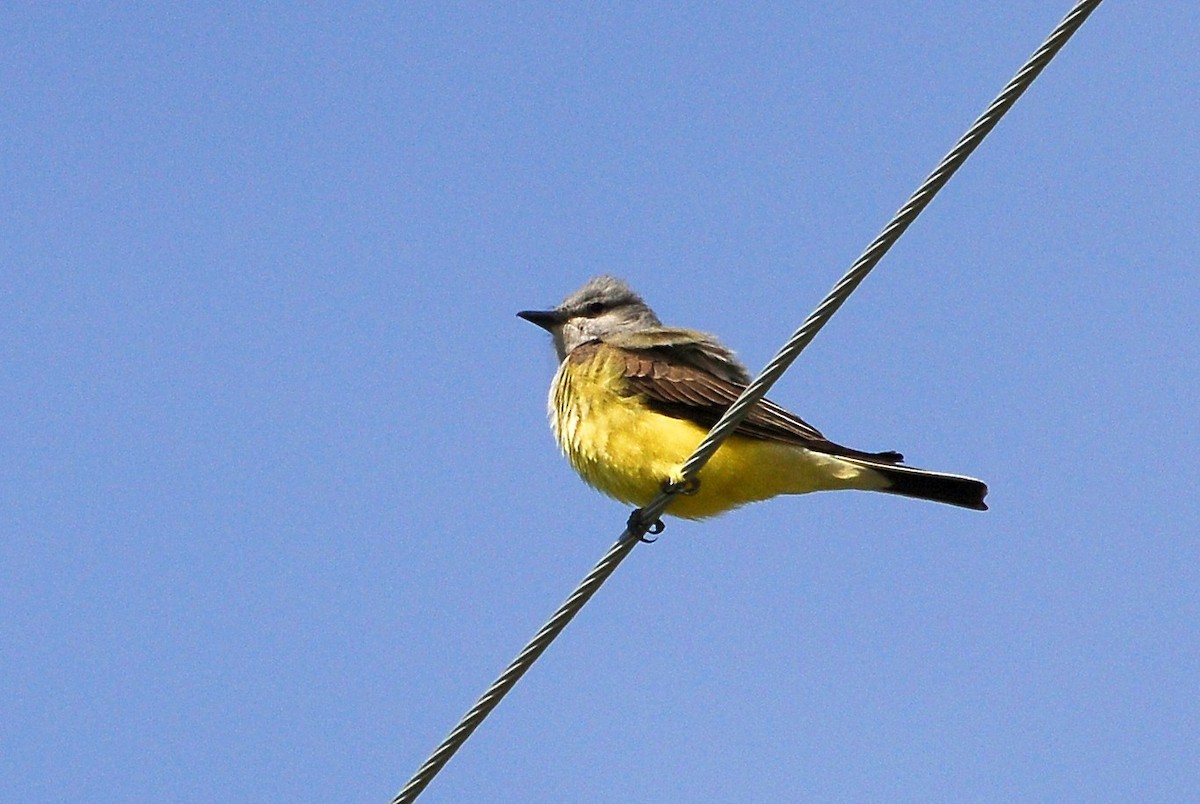 Western Kingbird - ML135749651