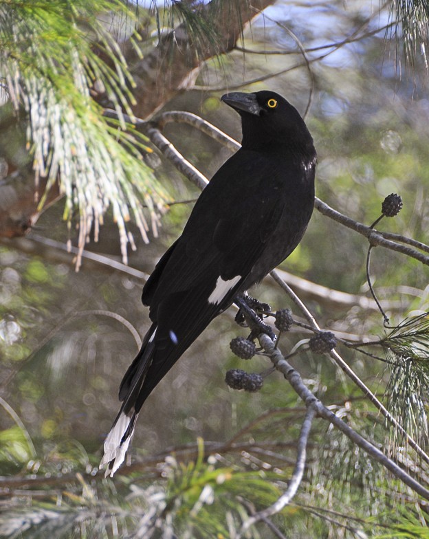 Pied Currawong - Narca Moore