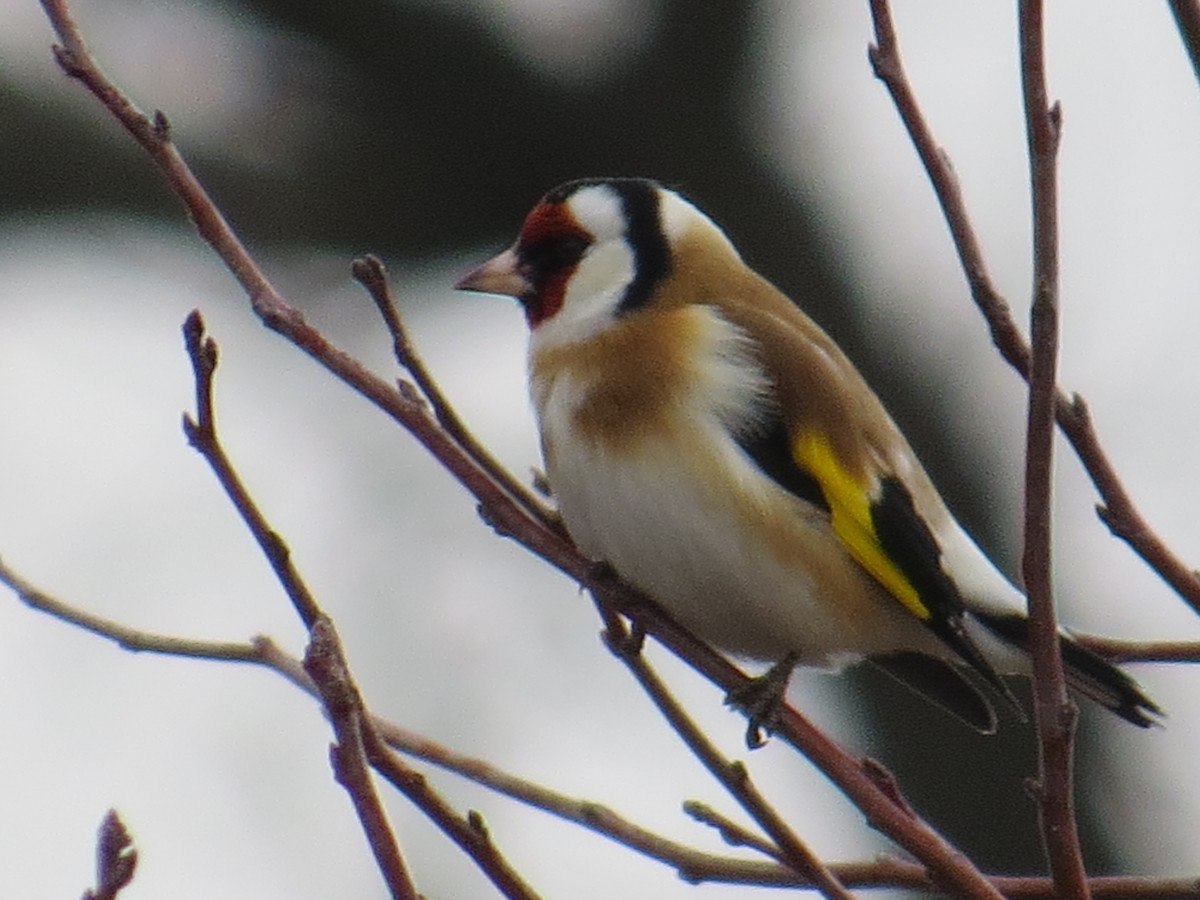 European Goldfinch - ML135750621