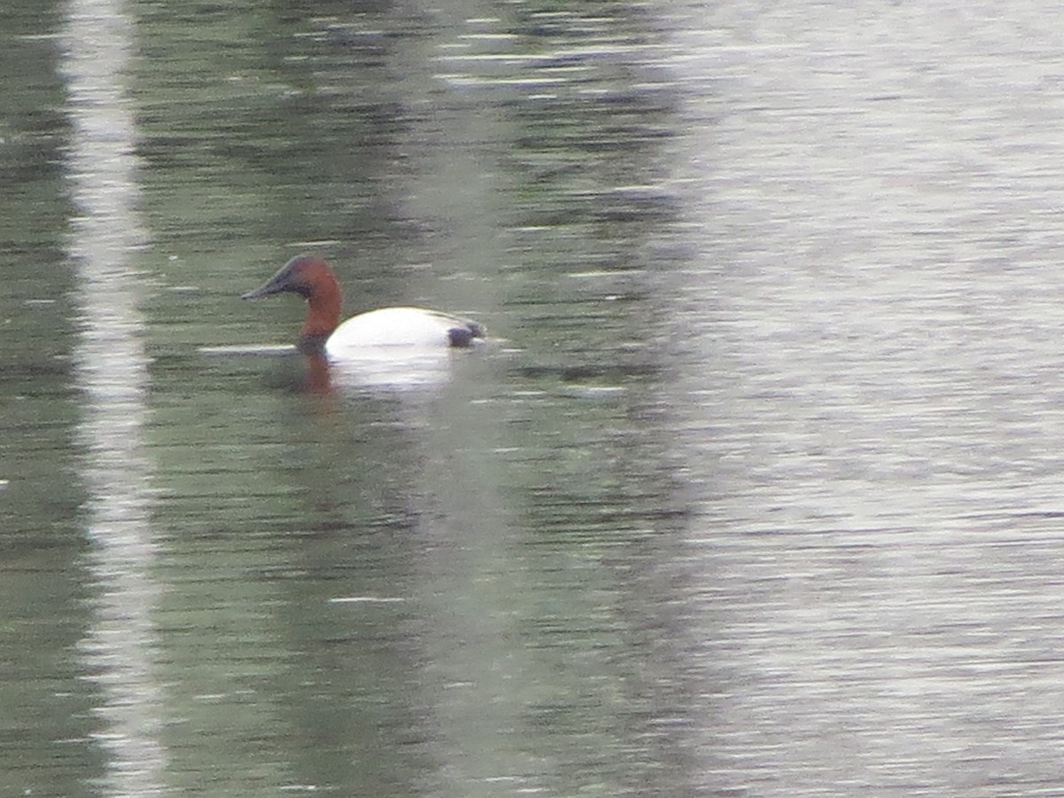 Canvasback - ML135750721