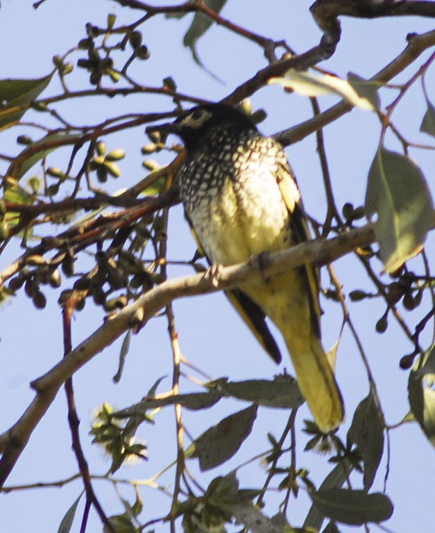 Regent Honeyeater - ML135750911