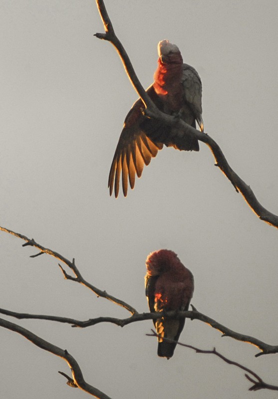 Cacatúa Galah - ML135752211