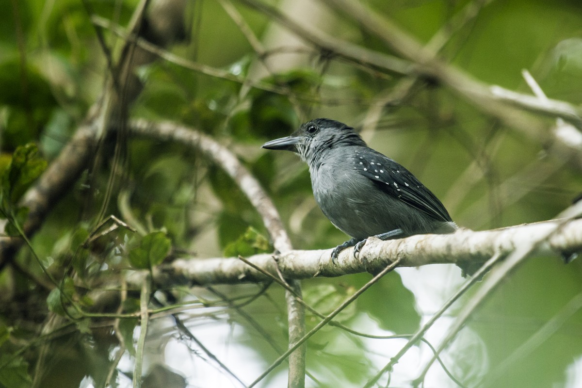 Spot-winged Antshrike - ML135752891