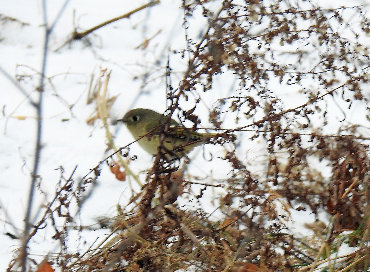 Ruby-crowned Kinglet - ML135753051