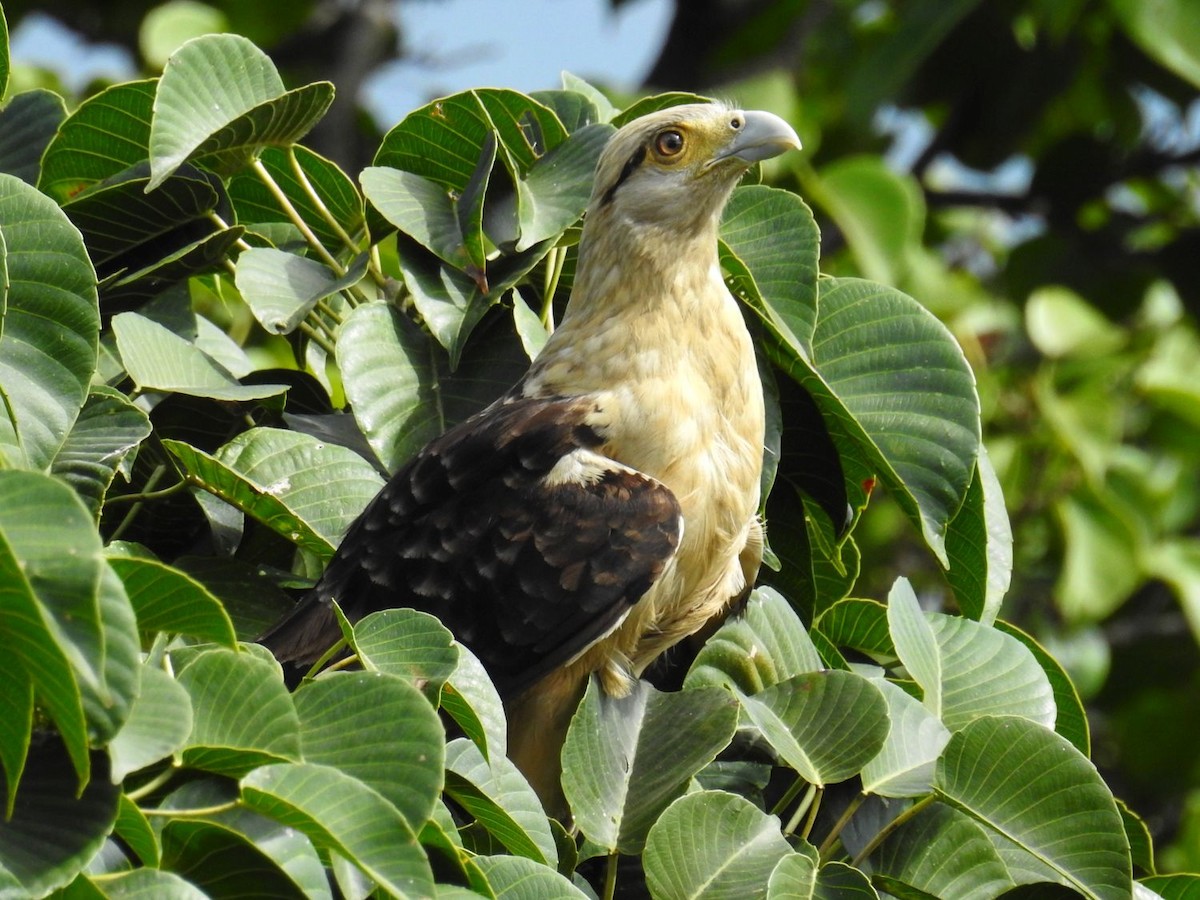 Yellow-headed Caracara - Fernando Nunes