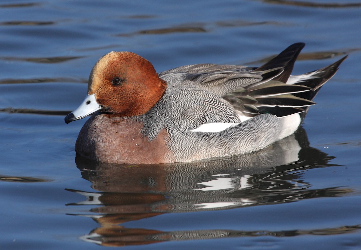 Eurasian Wigeon - Andrew Steele