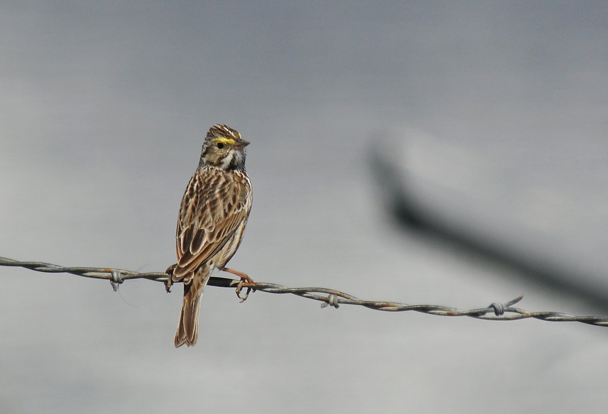 Savannah Sparrow (Savannah) - ML135754121