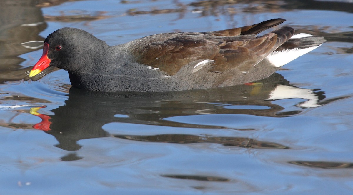 Gallinule poule-d'eau - ML135754151