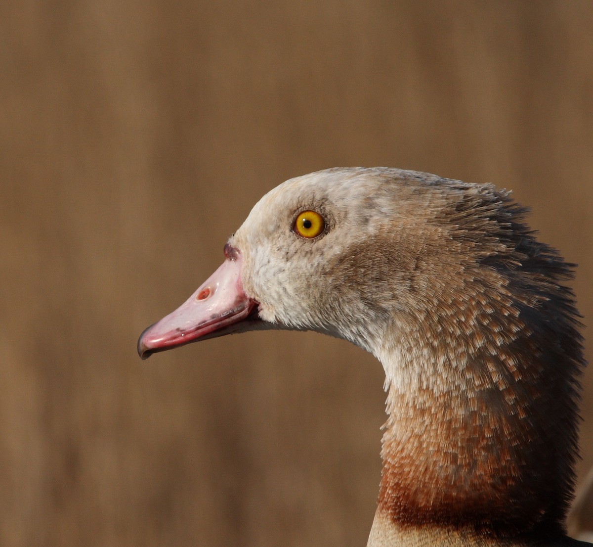 Egyptian Goose - Andrew Steele