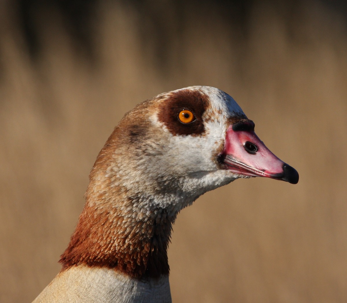 Egyptian Goose - ML135754361