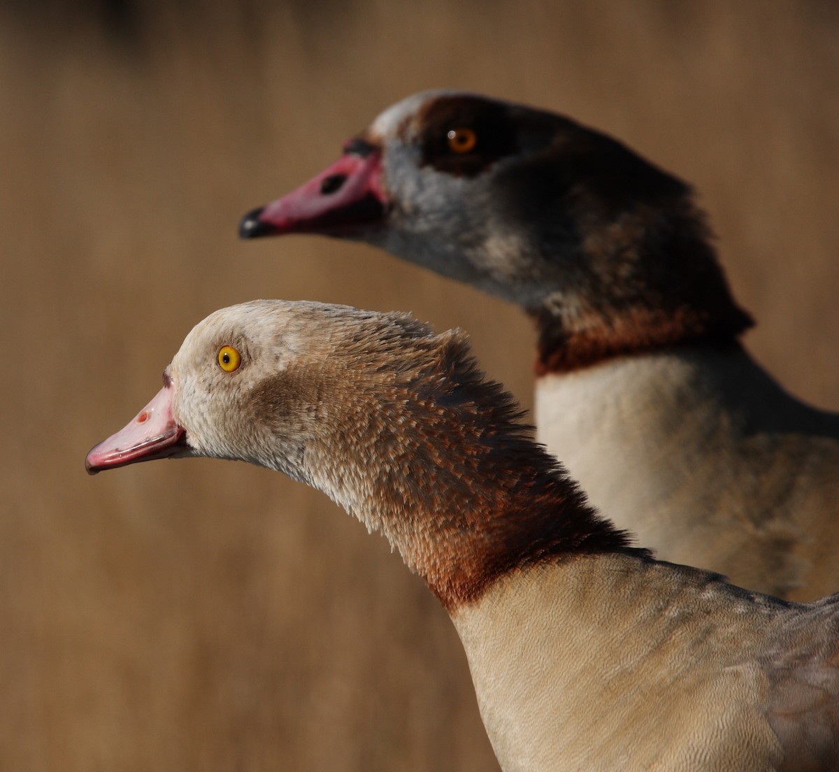 Egyptian Goose - ML135754451