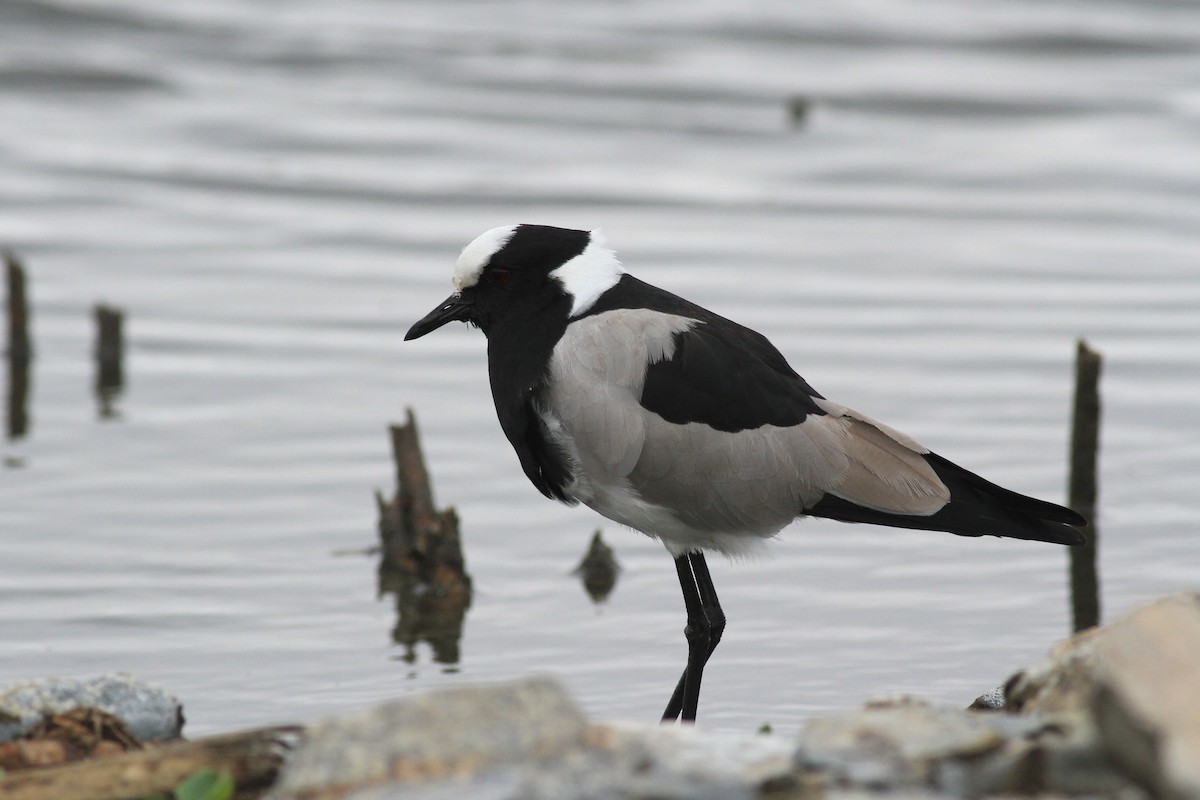 Blacksmith Lapwing - Michael McCloy