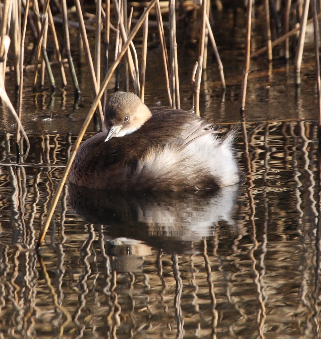 Little Grebe - ML135754861