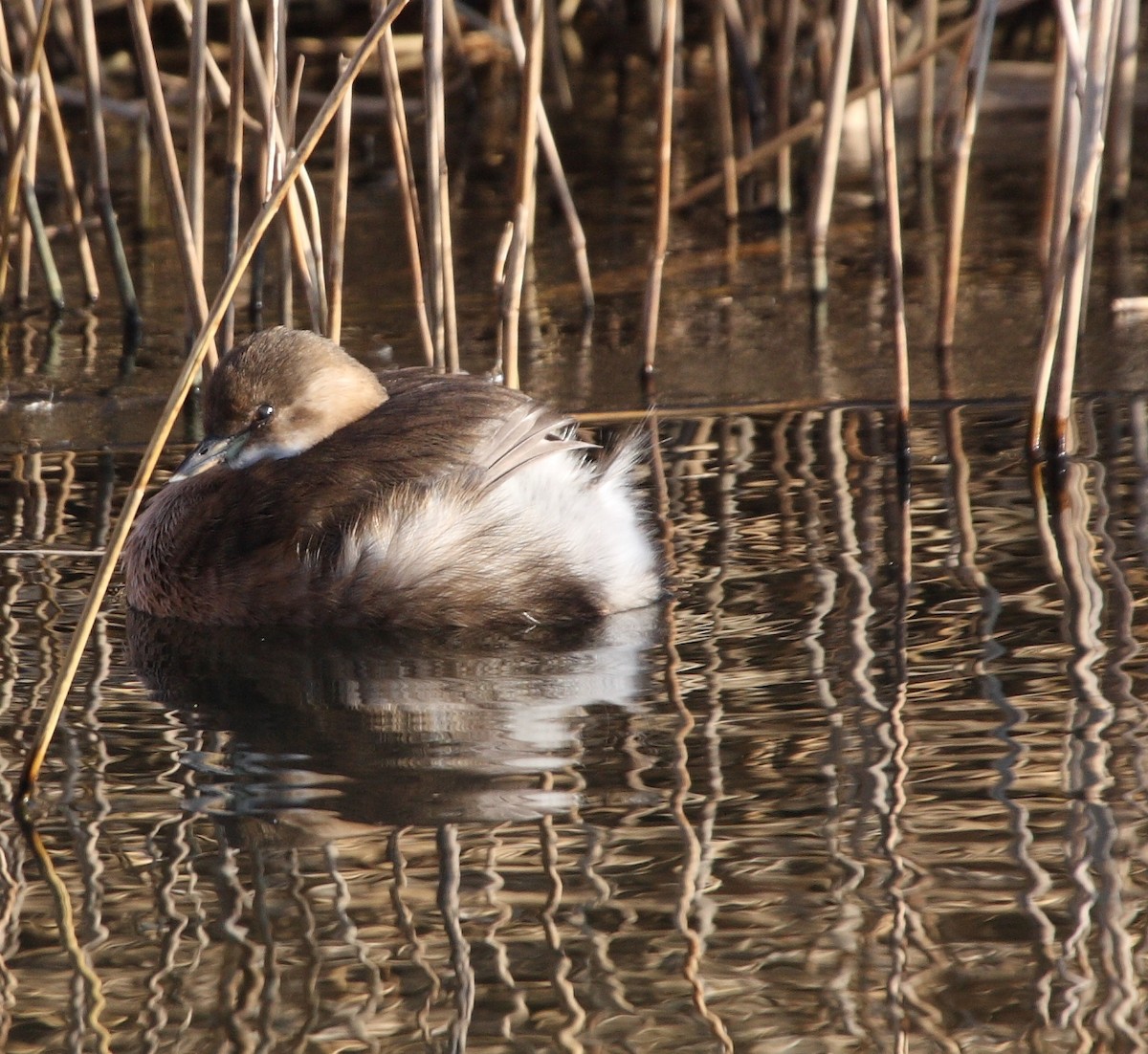 Little Grebe - ML135754871