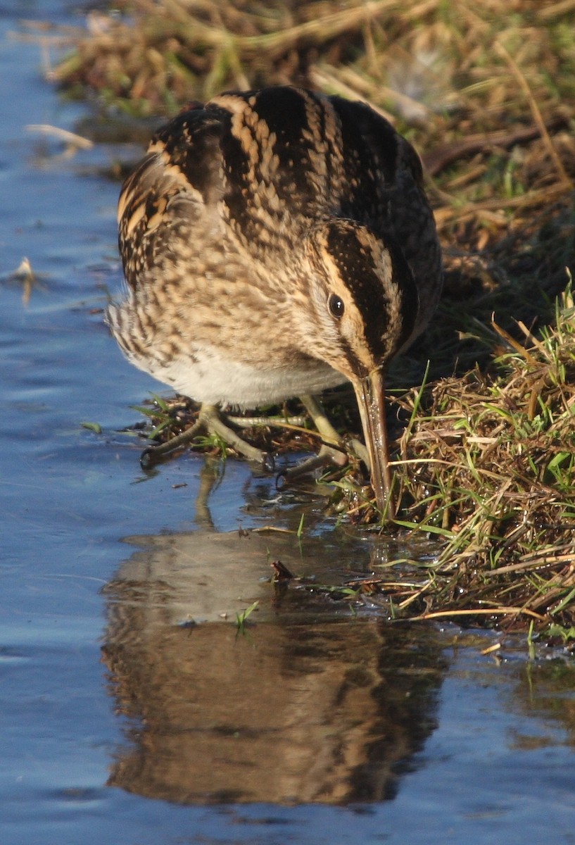 Common Snipe - ML135755151