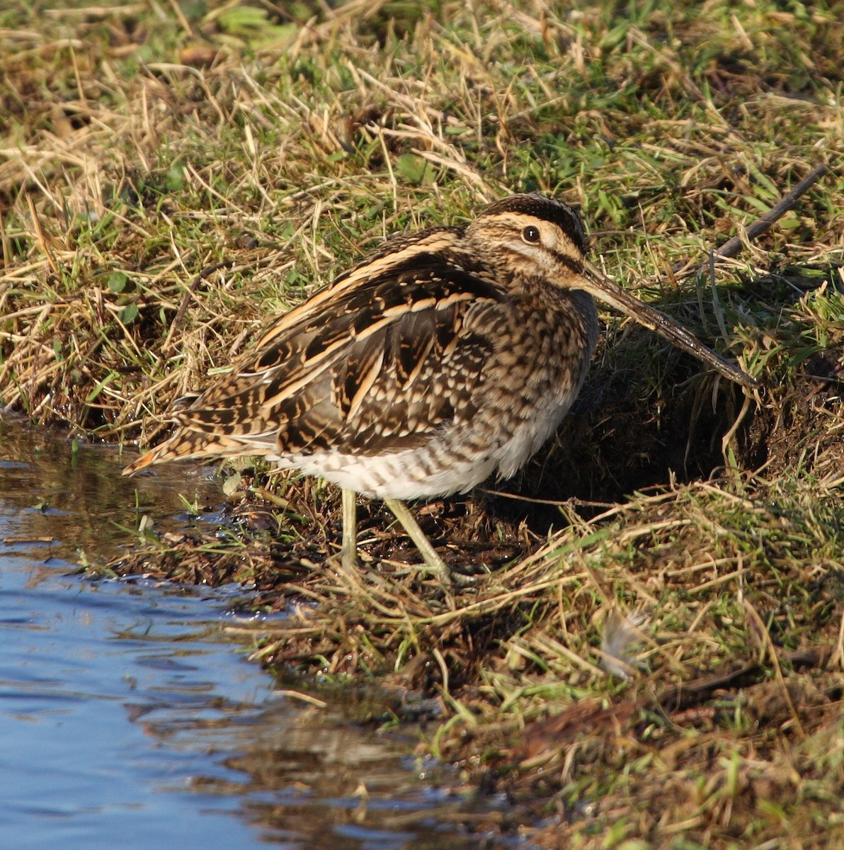 Common Snipe - ML135755211