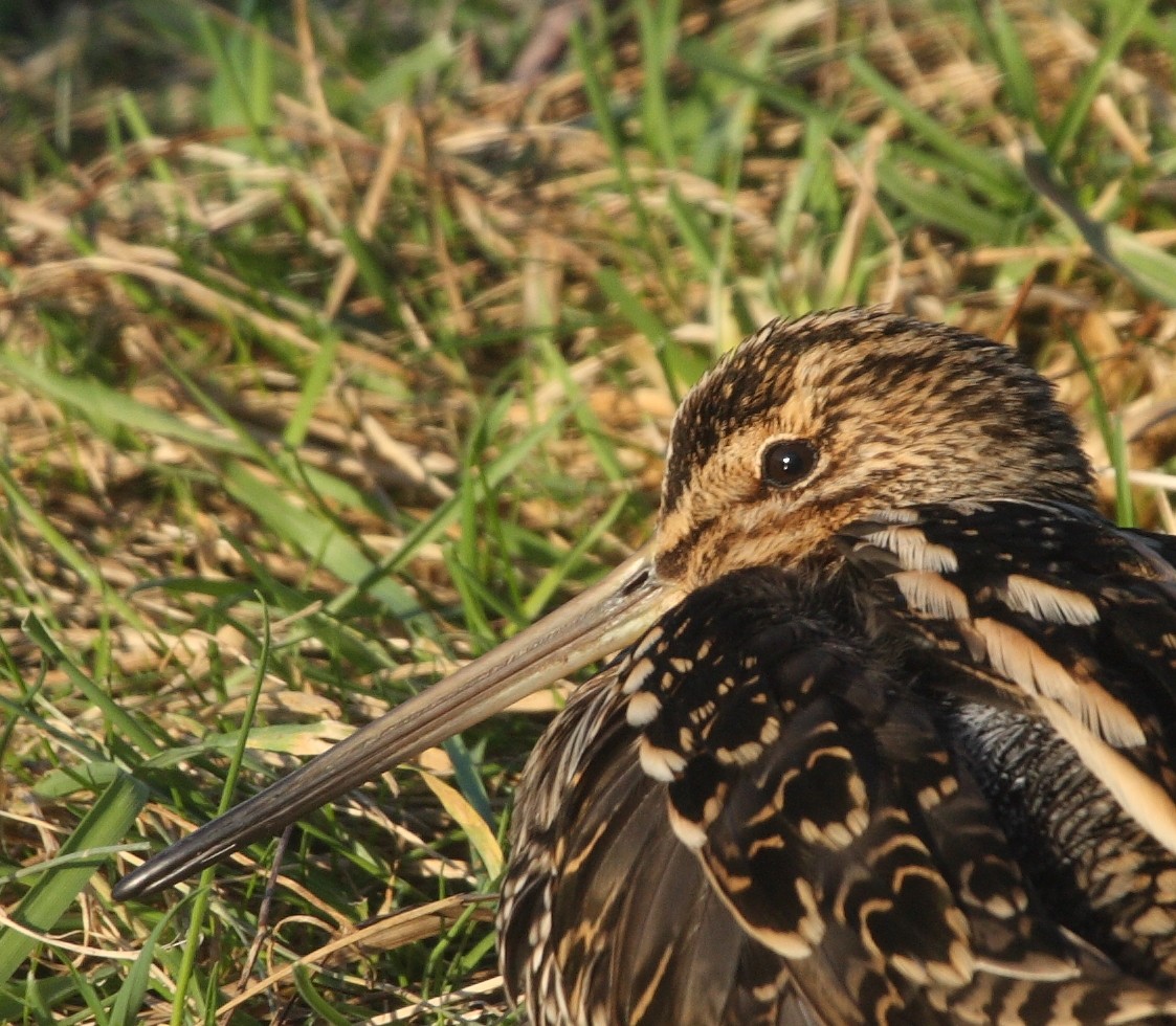 Common Snipe - ML135755261