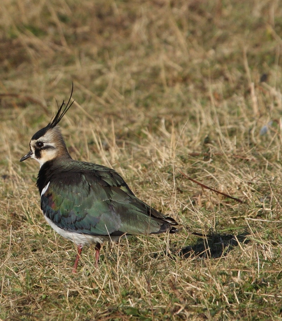 Northern Lapwing - Andrew Steele