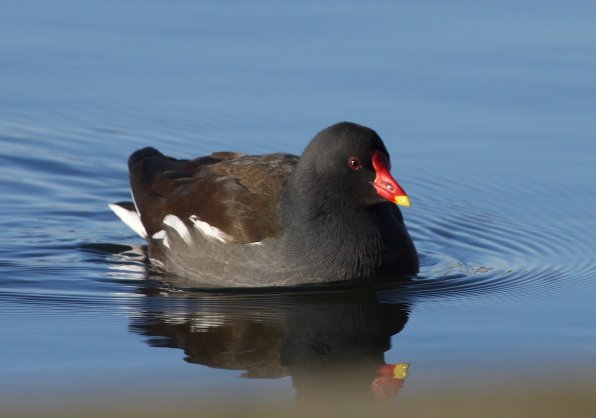 Eurasian Moorhen - ML135755901