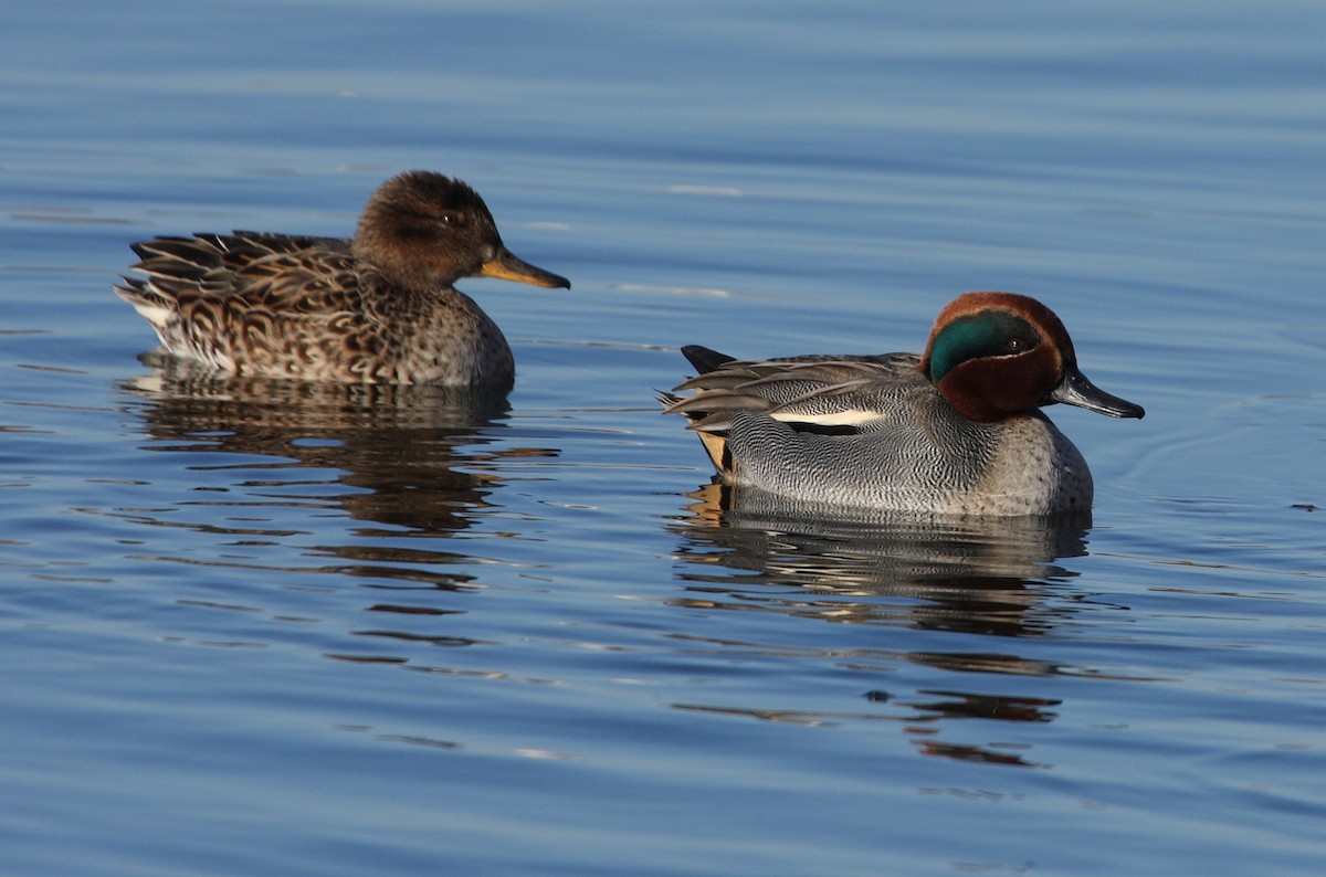 Green-winged Teal (Eurasian) - ML135755981