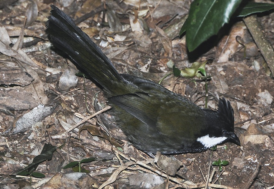 Eastern Whipbird - ML135756181